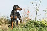 DOBERMANN 053